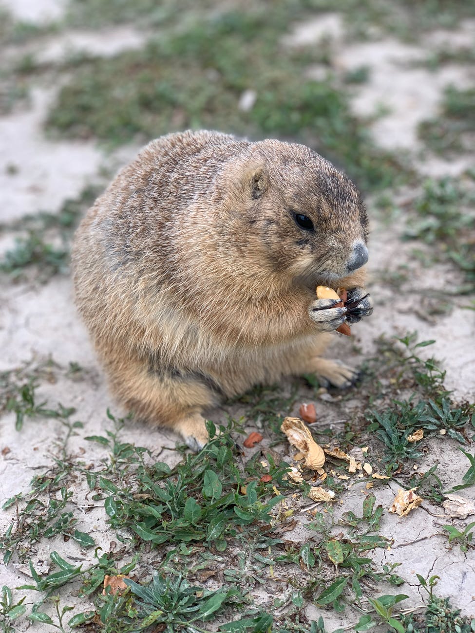 OTRA VEZ EL DÍA DE LA MARMOTA